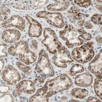 Anti-AMT antibody produced in rabbit 