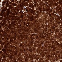 Anti-AMY1A antibody produced in rabbit 