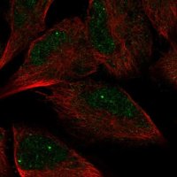 Anti-AMZ2 antibody produced in rabbit 
