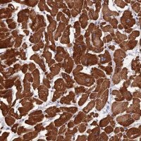 Anti-ANAPC10 antibody produced in rabbit 