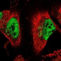 Anti-ANAPC10 antibody produced in rabbit