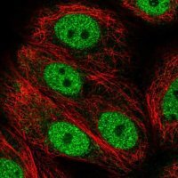Anti-ANAPC2 antibody produced in rabbit 