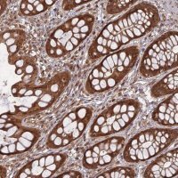 Anti-ANAPC4 antibody produced in rabbit 