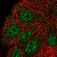 Anti-ANAPC5 antibody produced in rabbit 
