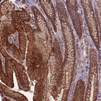 Anti-ANGPTL2 antibody produced in rabbit 