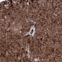 Anti-ANKAR antibody produced in rabbit 