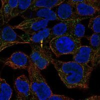 Anti-ANKRD54 antibody produced in rabbit 