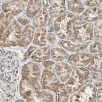 Anti-ANKS6 antibody produced in rabbit 