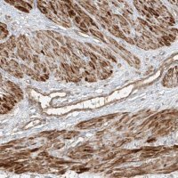 Anti-ANKZF1 antibody produced in rabbit 