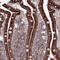 Anti-ANO10 antibody produced in rabbit 