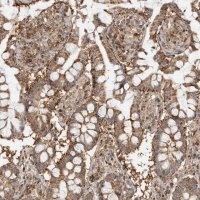 Anti-ANXA11 antibody produced in rabbit 