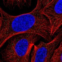 Anti-AP3S2 antibody produced in rabbit