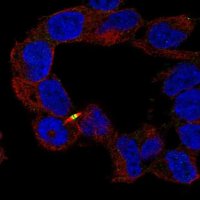 Anti-APC2 antibody produced in rabbit 