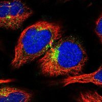 Anti-APLP2 antibody produced in rabbit 