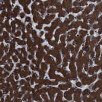 Anti-APMAP antibody produced in rabbit HPA012863-100UL