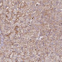 Anti-APOC1 antibody produced in rabbit 