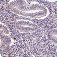 Anti-APOC1 antibody produced in rabbit 