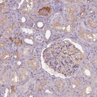 Anti-APOC4 antibody produced in rabbit 