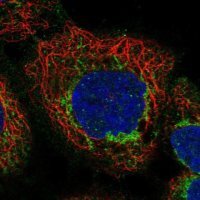 Anti-APOL3 antibody produced in rabbit 