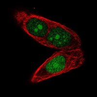 Anti-APTX antibody produced in rabbit 