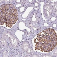 Anti-AREL1 antibody produced in rabbit 