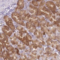 Anti-ARFGEF3 antibody produced in rabbit 