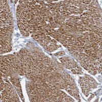 Anti-ARGFX antibody produced in rabbit 