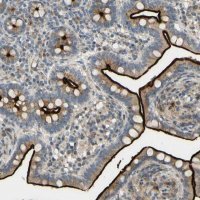 Anti-ARHGAP1 antibody produced in rabbit HPA008285-100UL