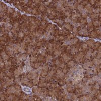 Anti-ARHGAP18 antibody produced in rabbit 