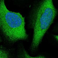 Anti-ARHGAP27 antibody produced in rabbit 