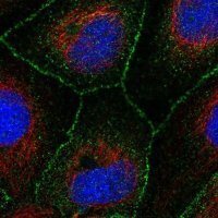 Anti-ARHGAP28 antibody produced in rabbit 