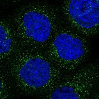 Anti-ARHGAP30 antibody produced in rabbit 