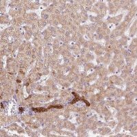 Anti-ARHGAP32 antibody produced in rabbit 