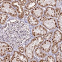 Anti-ARHGAP40 antibody produced in rabbit 