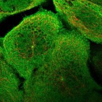 Anti-ARHGAP40 antibody produced in rabbit