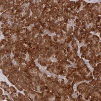Anti-ARHGEF10L antibody produced in rabbit 