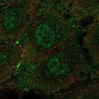 Anti-ARHGEF15 antibody produced in rabbit 