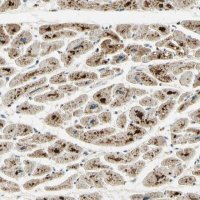 Anti-ARHGEF17 antibody produced in rabbit 