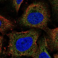 Anti-ARHGEF18 antibody produced in rabbit 
