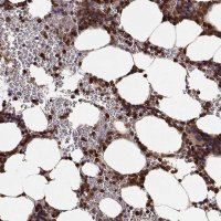 Anti-ARHGEF2 antibody produced in rabbit 
