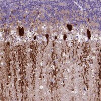 Anti-ARHGEF33 antibody produced in rabbit 