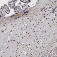 Anti-ARID4B antibody produced in rabbit 