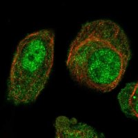 Anti-ARL4A antibody produced in rabbit 