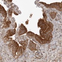 Anti-ARL5A antibody produced in rabbit 