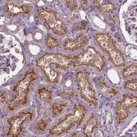 Anti-ARL5C antibody produced in rabbit 