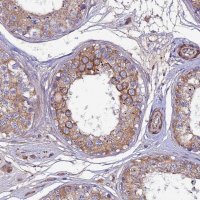 Anti-ARL6IP1 antibody produced in rabbit 