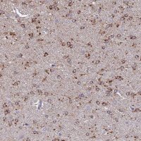 Anti-ARL8A antibody produced in rabbit 