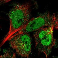 Anti-ARMCX3 antibody produced in rabbit 