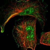 Anti-ARMCX5 antibody produced in rabbit 