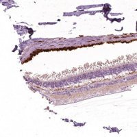 Anti-ARMS2 antibody produced in rabbit 